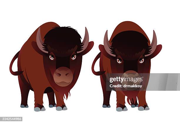american bison - grand teton national park stock illustrations