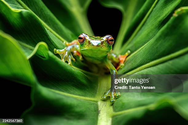 jade tree frog - verde esmeralda imagens e fotografias de stock