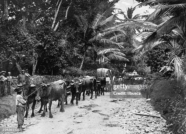 sugar and rum, jamaica - jamaican ethnicity stock illustrations