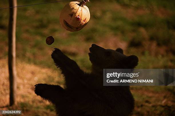 Brown bear enjoys a treat in its enclosure at the Bear Sanctuary near Pristina on October 24, 2025.