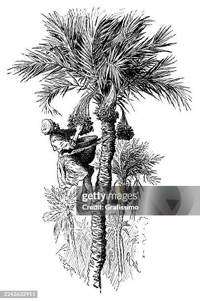 man harvesting date on palm phoenix dactylifera 1882 - arab man working stock illustrations