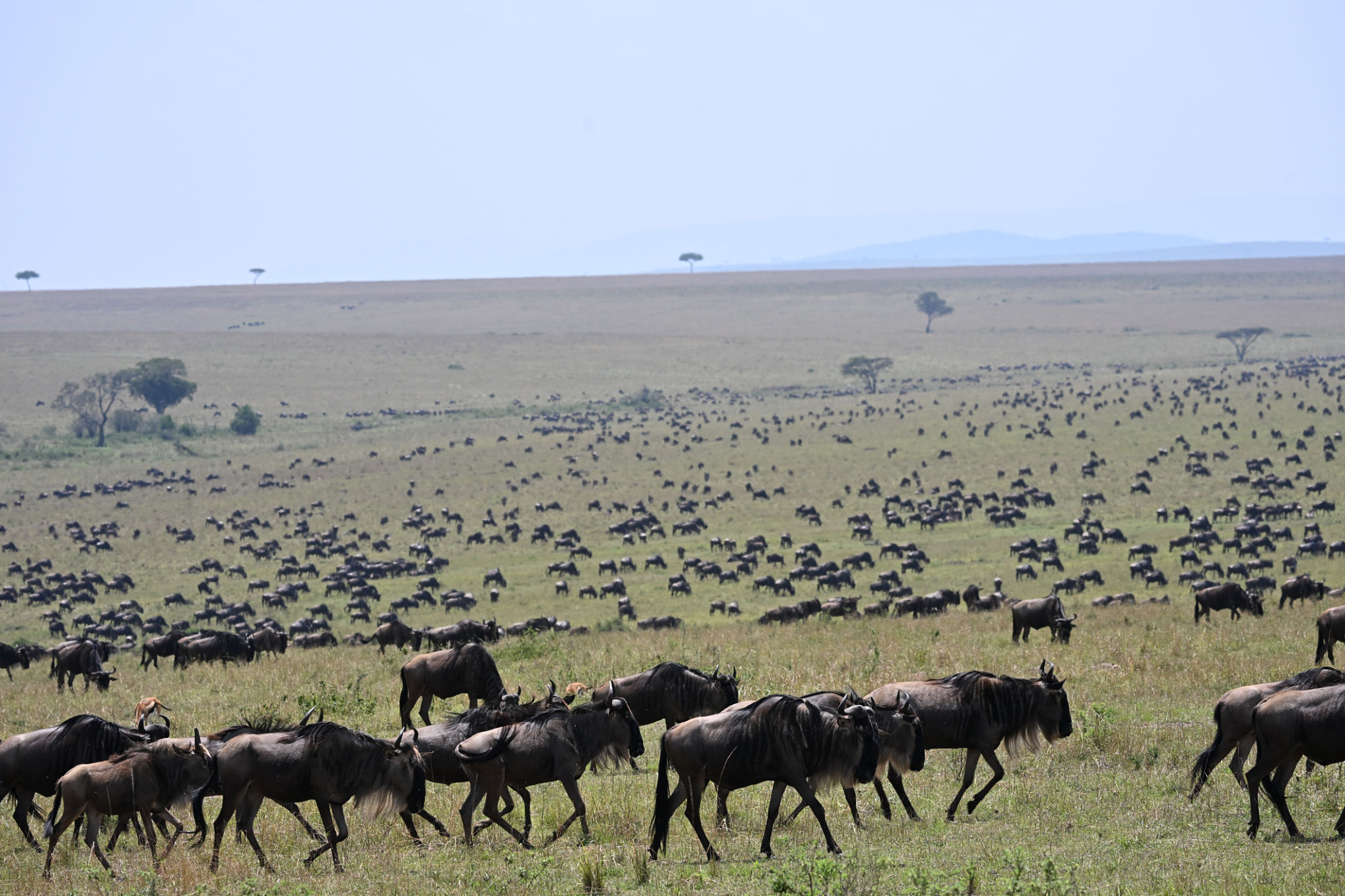 wildebeest migration