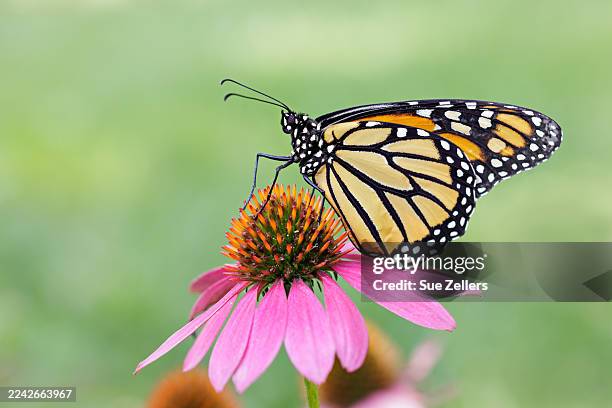 monarch butterfly on a purple cone flower - monarch butterfly stock pictures, royalty-free photos & images