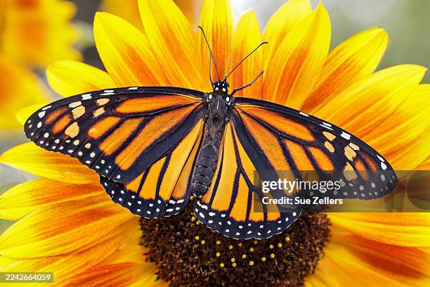 monarch butterfly on a sunflower with open wings - monarch butterfly stock pictures, royalty-free photos & images