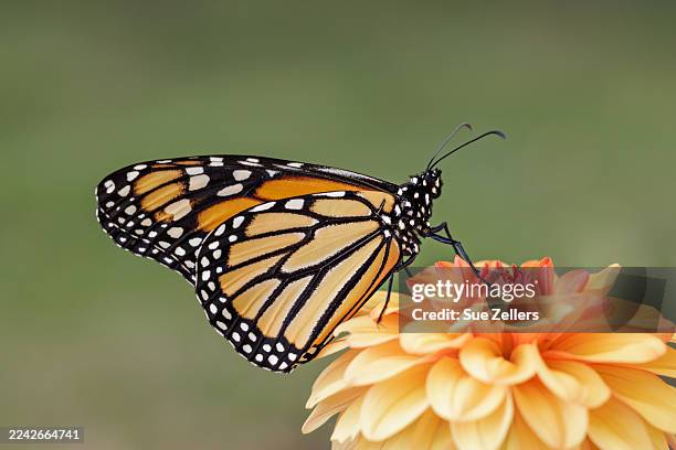 orange dahlia with a monarch butterfly - monarch butterfly stock pictures, royalty-free photos & images
