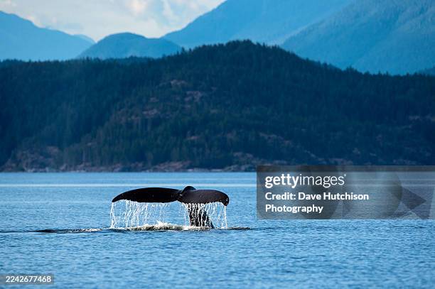 humpback whale tail fluke, sutil channel, campbell river, british columbia, canada - whale watching stock pictures, royalty-free photos & images