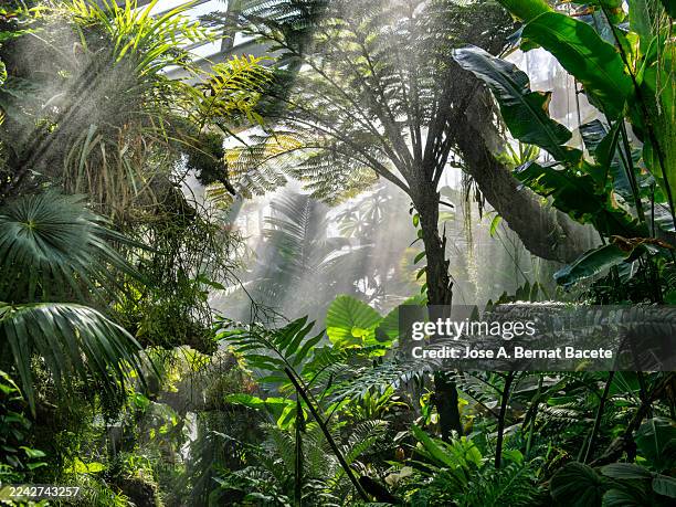 plants and trees of a tropical rainforest inside a greenhouse in a botanical garden. - tropical rainforest stock pictures, royalty-free photos & images