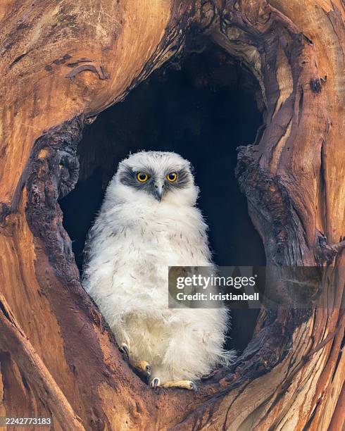 close-up of a wild powerful owl (ninox strenua) owlet sitting in a eucalyptus tree nesting hollow, australia - endangered species stock pictures, royalty-free photos & images