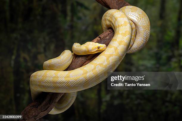 albino darwin carpet python - morelia stock pictures, royalty-free photos & images
