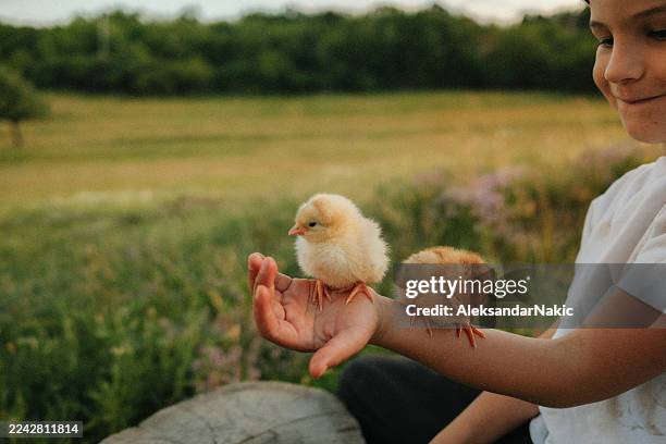 cute little boy is playing with baby chicks - young bird stock pictures, royalty-free photos & images
