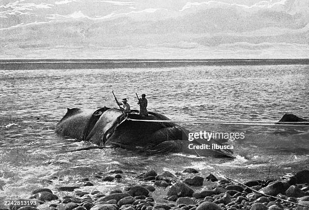 whale industry, norfolk island - whale hunting stock illustrations