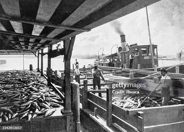 unloading salmon, canada - trawler stock illustrations