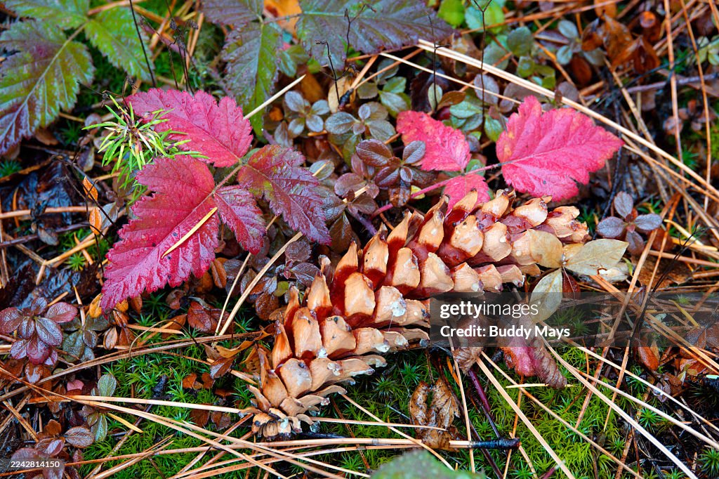 Fir Cone