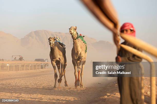 Bedouin boy watches camels run towards the finish point in the first Arab Camel Trophy during the annual camel races festival at the Sheikh Zayed Al...
