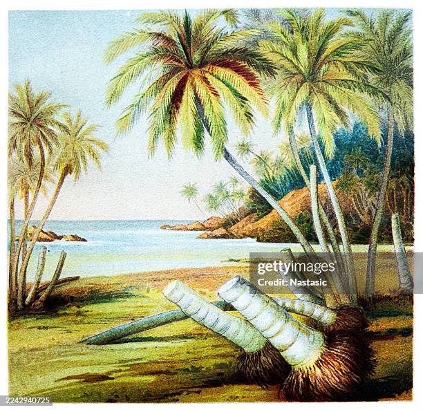 beach with coconut palms in sri lanka - lithograph stock illustrations