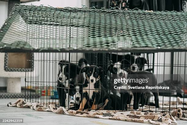 cute puppies staying in temporary cage at animal shelter - tierquälerei stock-fotos und bilder