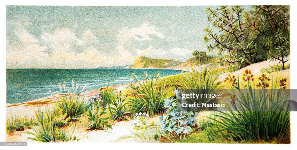 Plantas de playa del Mar Báltico