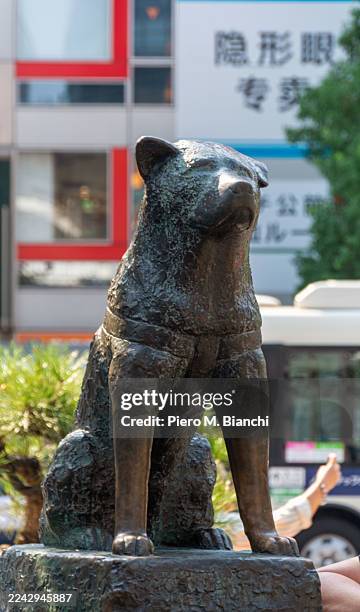 76 Shibuya Dog Statue Stock Photos, High-Res Pictures, and Images