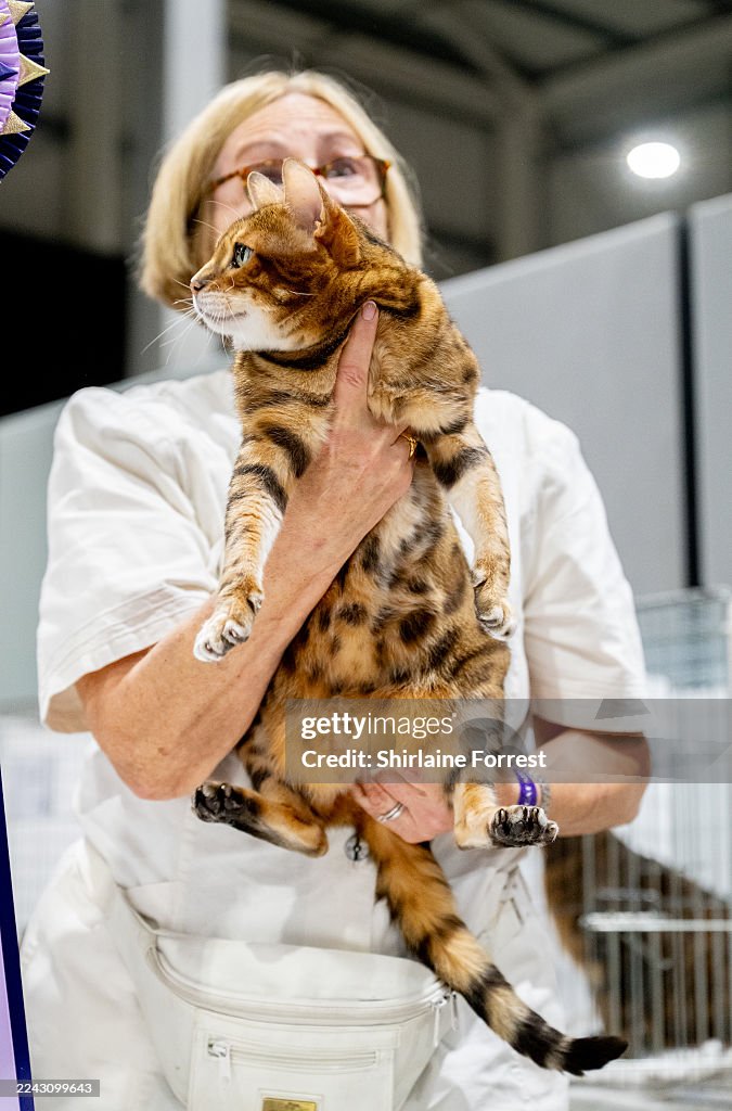 Lucy, a Bengal cat wins Best of Variety section four neuter during