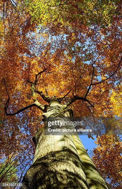 October 2025, Brandenburg, Dammendorf: The sun shines through the colorful canopy of beech trees in the autumnal Schlaubetal Nature Park. Founded at...