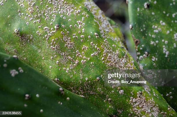 opuntia cactus having problem with scale insect attached and sucking sap from this plant. - scale insect stock pictures, royalty-free photos & images