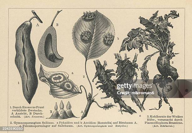 old engraved illustration of plant diseases - agent pathogène fongique photos et images de collection