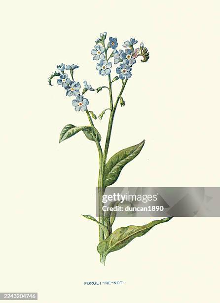 myosotis, forget-me-not, flowers, wildflower print, vintage illustration, 19th century - chromolithograph stock illustrations
