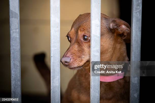 a small, sad and terrified dog behind bars in a shelter - animal shelter stock pictures, royalty-free photos & images