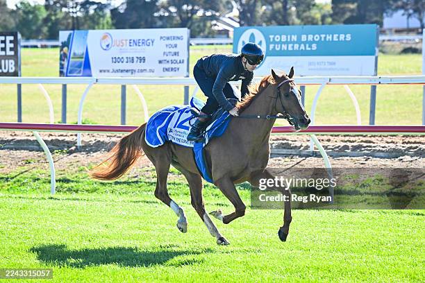 Flatten the Curve ridden by Thore Hammer - Hansen during trackwork at Werribee Racecourse on October 28, 2025 in Werribee, Australia.