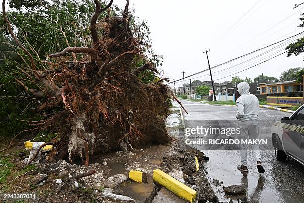 Man looks at a fallen tree in St. Catherine, Jamaica, shortly before Hurricane Melissa made landfall on October 28, 2025. Ferocious winds and...