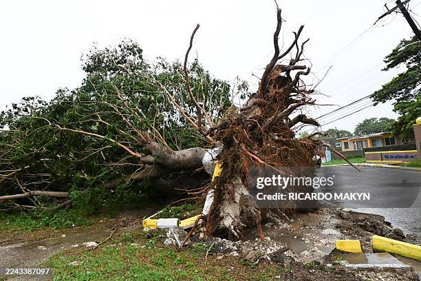 Fallen tree is seen in St. Catherine, Jamaica, shortly before Hurricane Melissa made landfall on October 28, 2025. Ferocious winds and torrential...