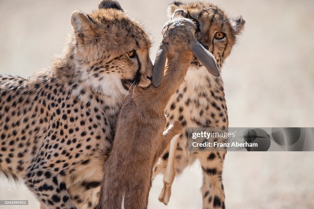 Cheetahs with a young springbok kill