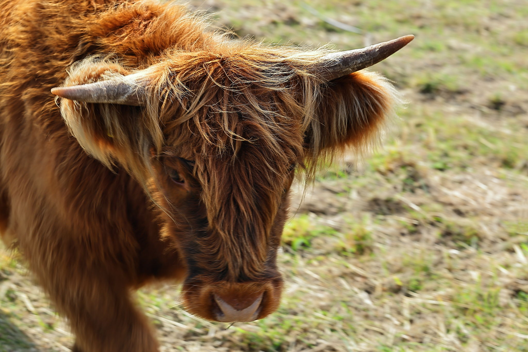 highland cattle care