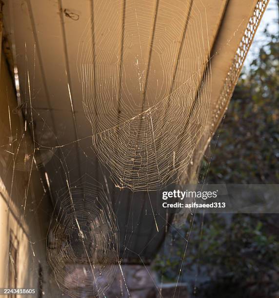 spider web - spider web corner stock pictures, royalty-free photos & images