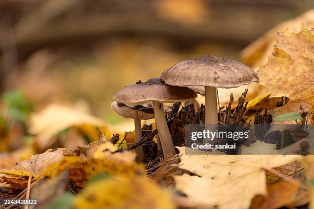 autumn mushrooms among fallen leaves create a calm forest scene - toadstool stock pictures, royalty-free photos & images