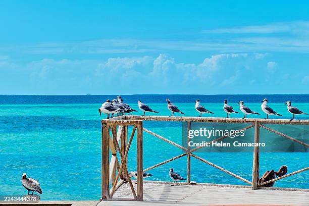group of laughing gulls perched on a wooden structure. los roques national park. venezuela - escena de tranquilidad fotografías e imágenes de stock