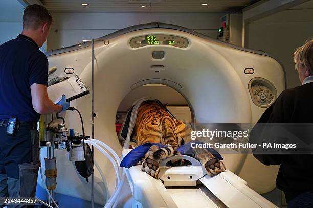 Luca, an Amur Tiger, being prepared for a CT scan to investigate locomotion abnormalities at the Big Cat Sanctuary near Ashford in Kent. Luca is one...