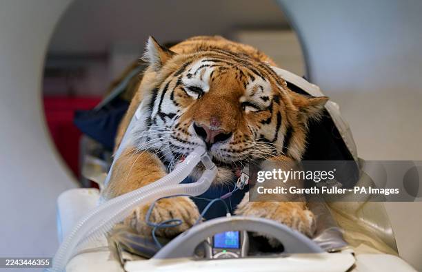 Luca, an Amur Tiger, being prepared for a CT scan to investigate locomotion abnormalities at the Big Cat Sanctuary near Ashford in Kent. Luca is one...