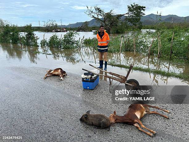 Farmer stands next to some of his drowned animals after Hurricane Melissa hit the town of San Miguel de Parada in Santiago de Cuba province on...