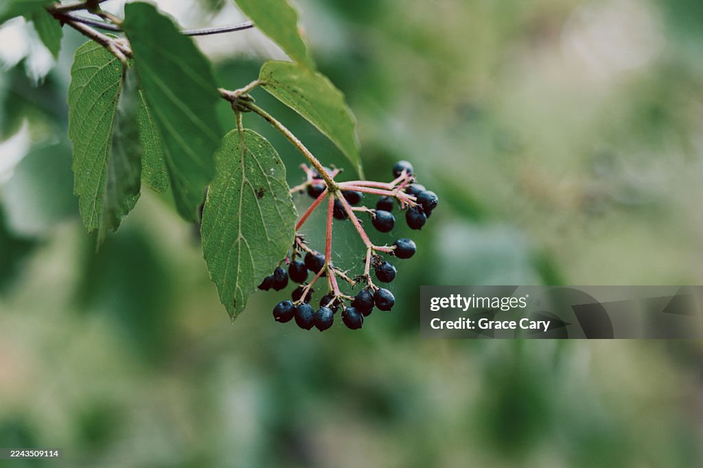 Arrowwood Viburnum Berries and Foliage