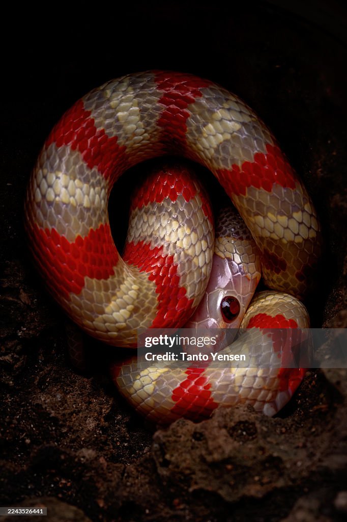 Ruthven kingsnake