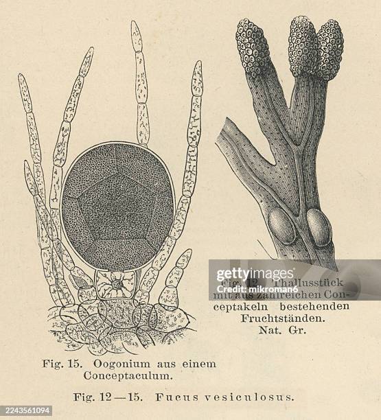 Fucus Reproduction 3 976 Sexual Drawings Stock Photos, High-Res Pictures, and Images ...