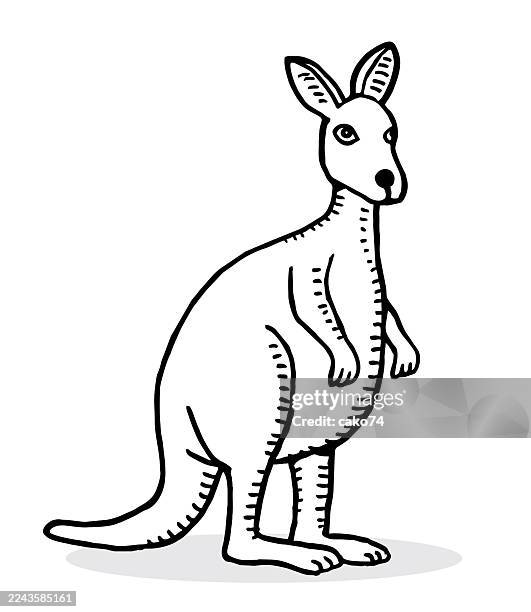 hand drawn kangaroo - kangaroo stock illustrations