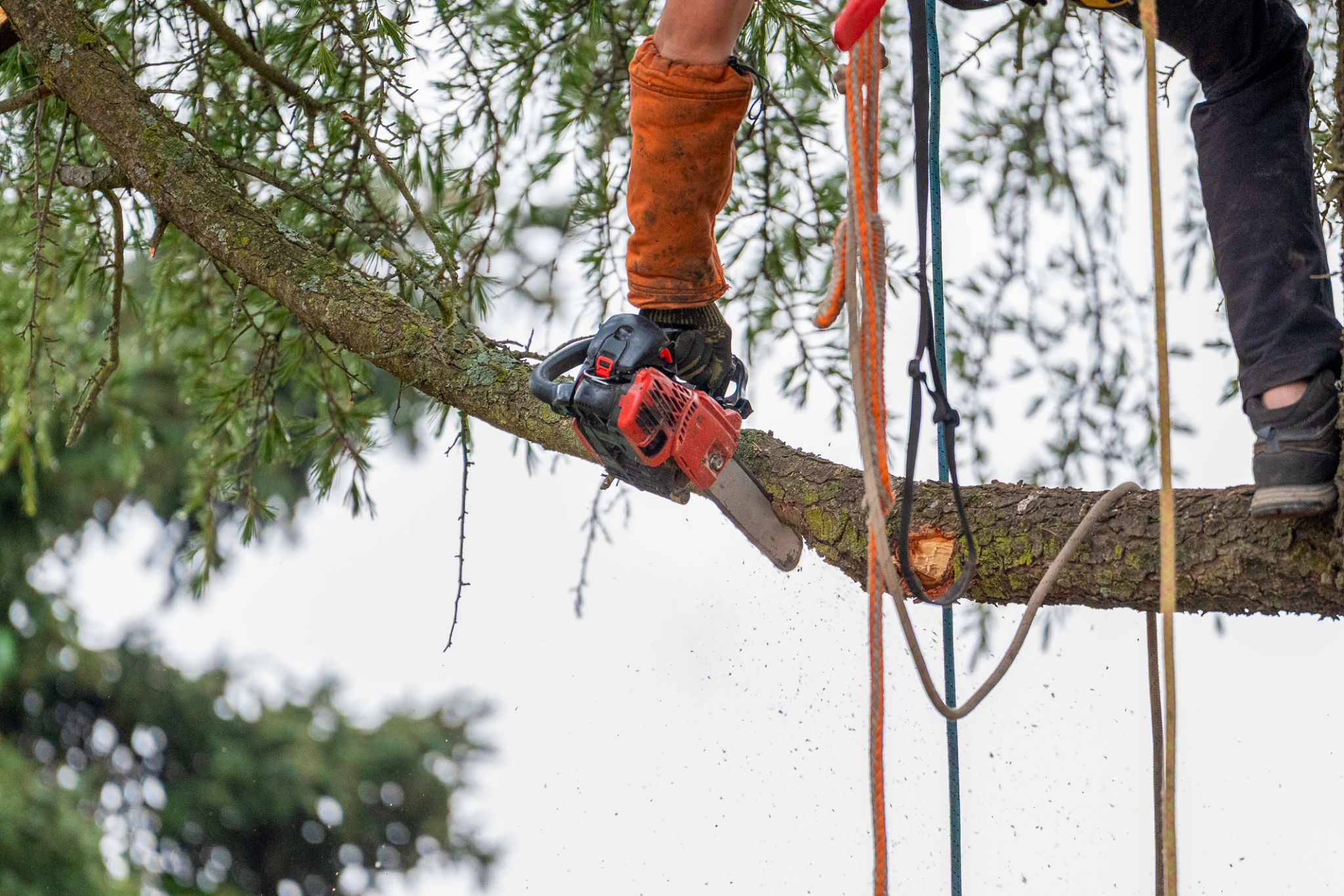 tree surgeon working