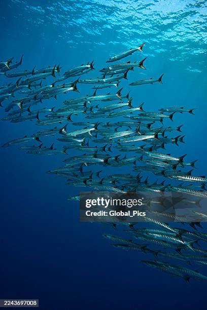 a school of the sawtooth or chevron barracuda in palau - micronesia - barracuda stock pictures, royalty-free photos & images