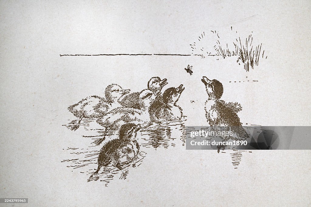 Ducklings on a pond chaing a fly or bee, Victorian children's book illustration, 19th Century