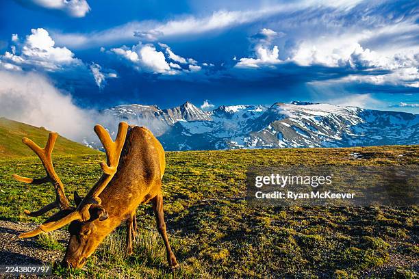 velvet grazer before the storm - rocky mountain national park stock pictures, royalty-free photos & images