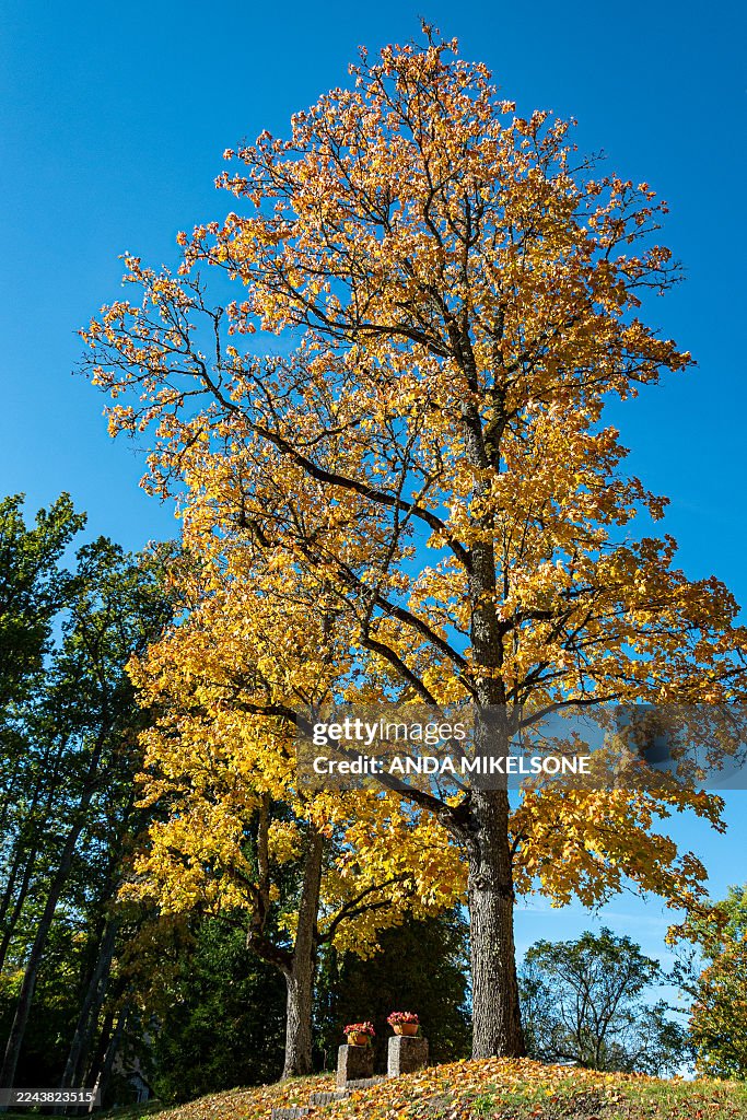 Colorful and bright leaves against the blue sky, autumn colors in nature, yellow