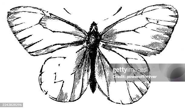 stockillustraties, clipart, cartoons en iconen met black-veined white butterfly insect (aporia crataegi) - 19th century - groot geaderd witje