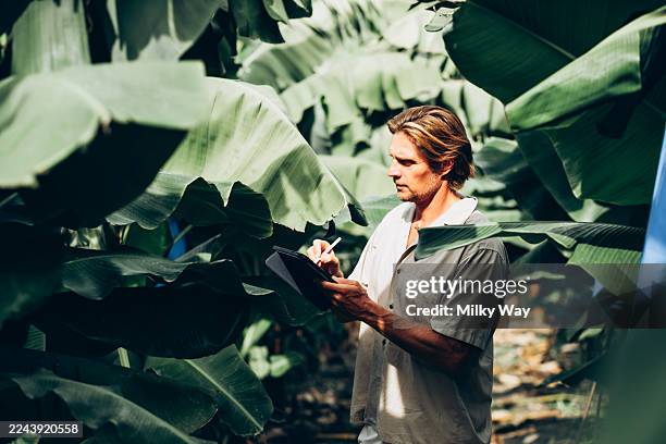 mature man stands in a banana plantation writing on a tablet. large green banana leaves surround him under natural light. digital agriculture, banana plantation monitoring concept. - botanist stock pictures, royalty-free photos & images